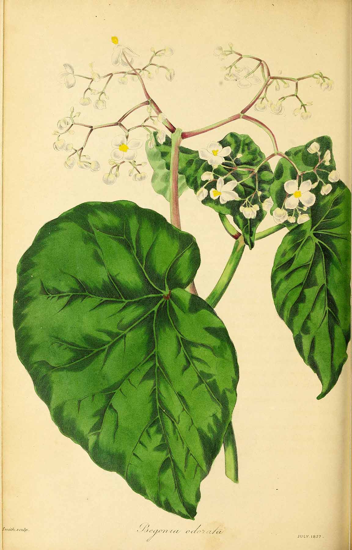 B. odorata